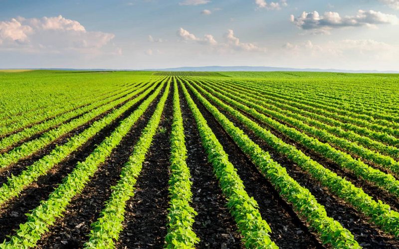 Pac, Cia: «La Corte dei conti Ue conferma i timori degli agricoltori»