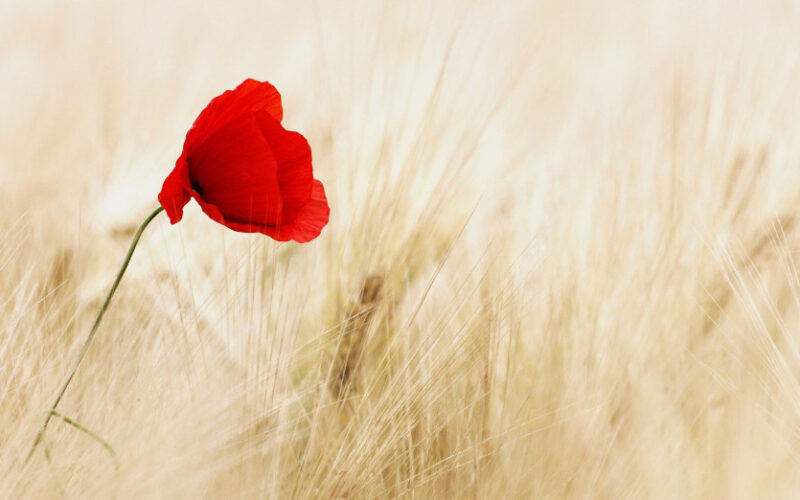 25 aprile, la linea di confine della democrazia tra memoria e sfide globali