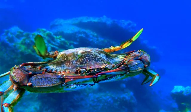 Dal granchio blu alla cimice asiatica: l’Italia scopre l’economia delle invasioni climatiche